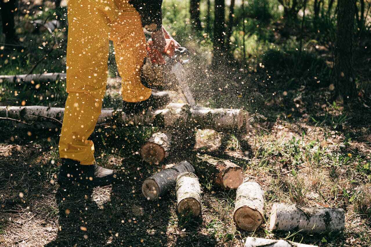 Dead Tree Removal in Bullard, TX